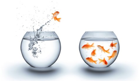 Goldfisch der von einem in ein anderes Goldfischglas springen will