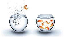 Goldfisch der von einem in ein anderes Goldfischglas springen will