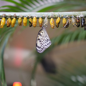 Teaser zum Thema Transformation mit dem Lebenszyklus eines Schmetterlings als Symbolbild