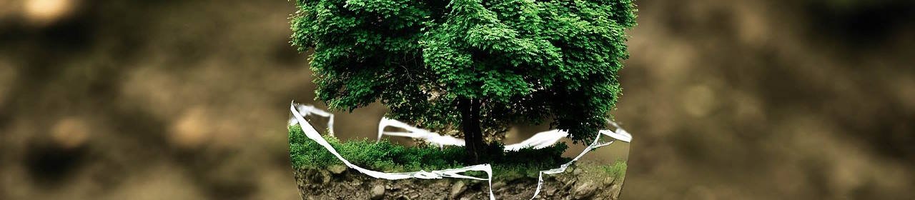 Darstellung eines Baumes in einer Art Eierschale (Titelbild)